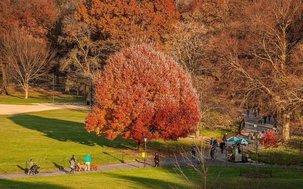 Doctors Prescribe Time in Nature in Expanding Pilot Schemes People walking on a park path among trees